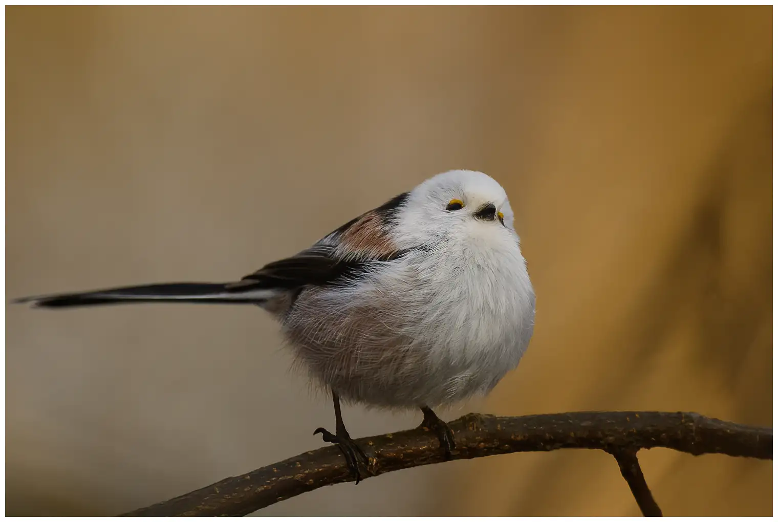 Northern Long-tailed Tit