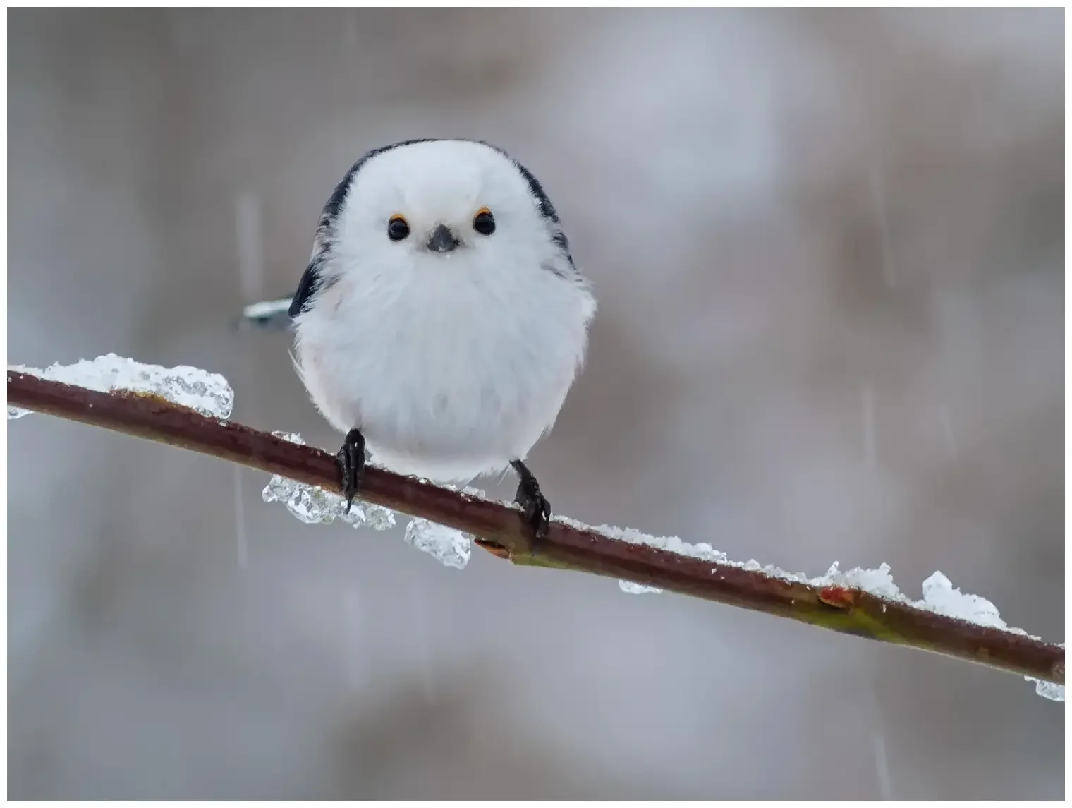 Northern Long-tailed Tit