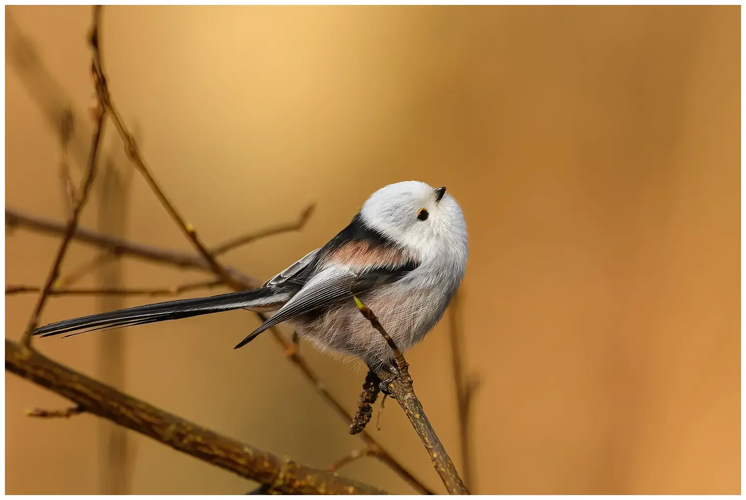 Northern Long-tailed Tit