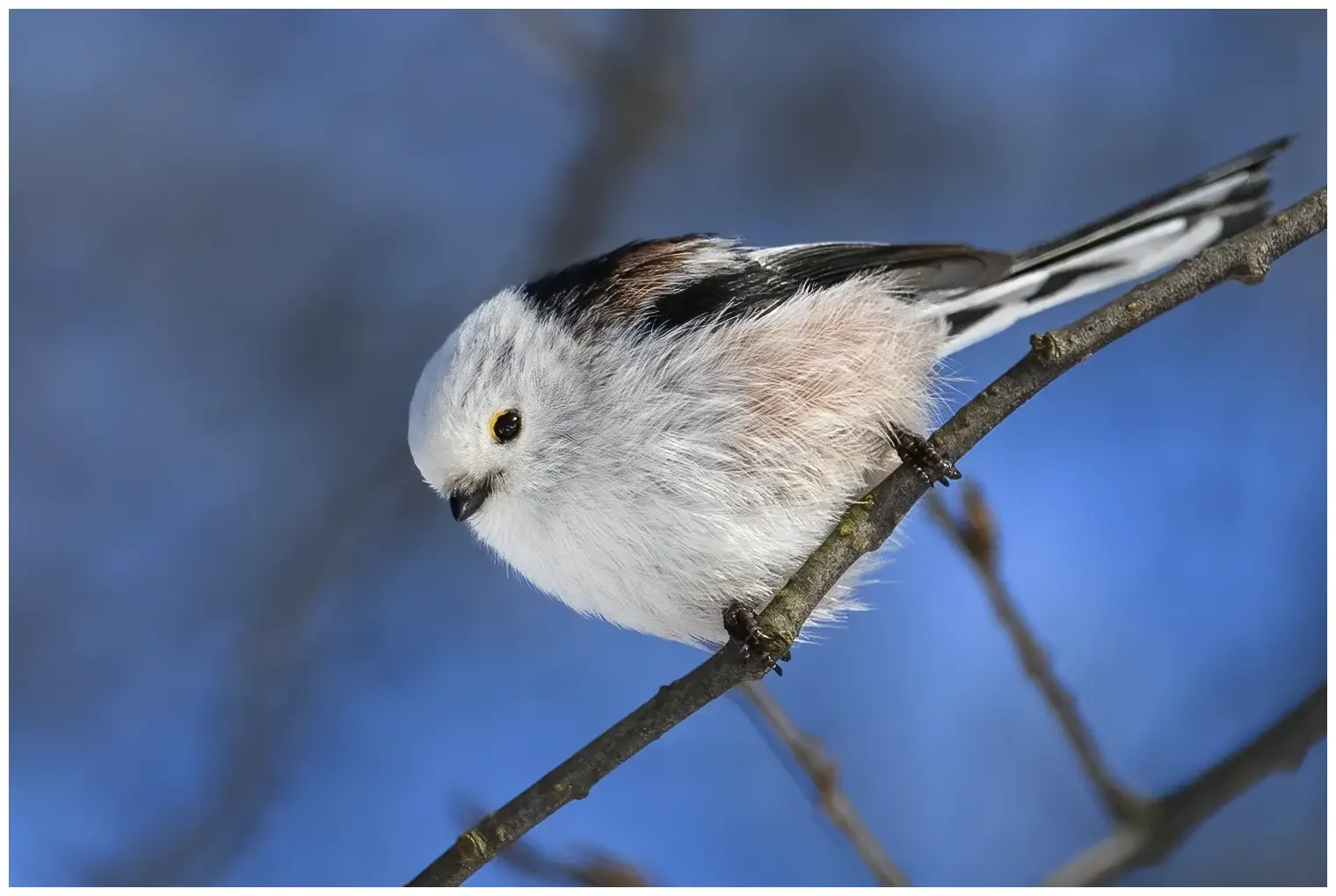 Northern Long-tailed Tit