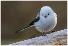 Northern Long-tailed Tit