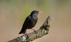Spotless starling