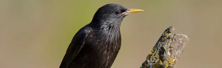 Spotless starling. 