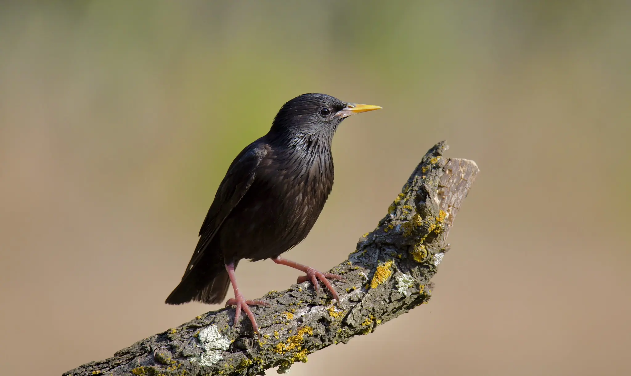 Spotless starling. 