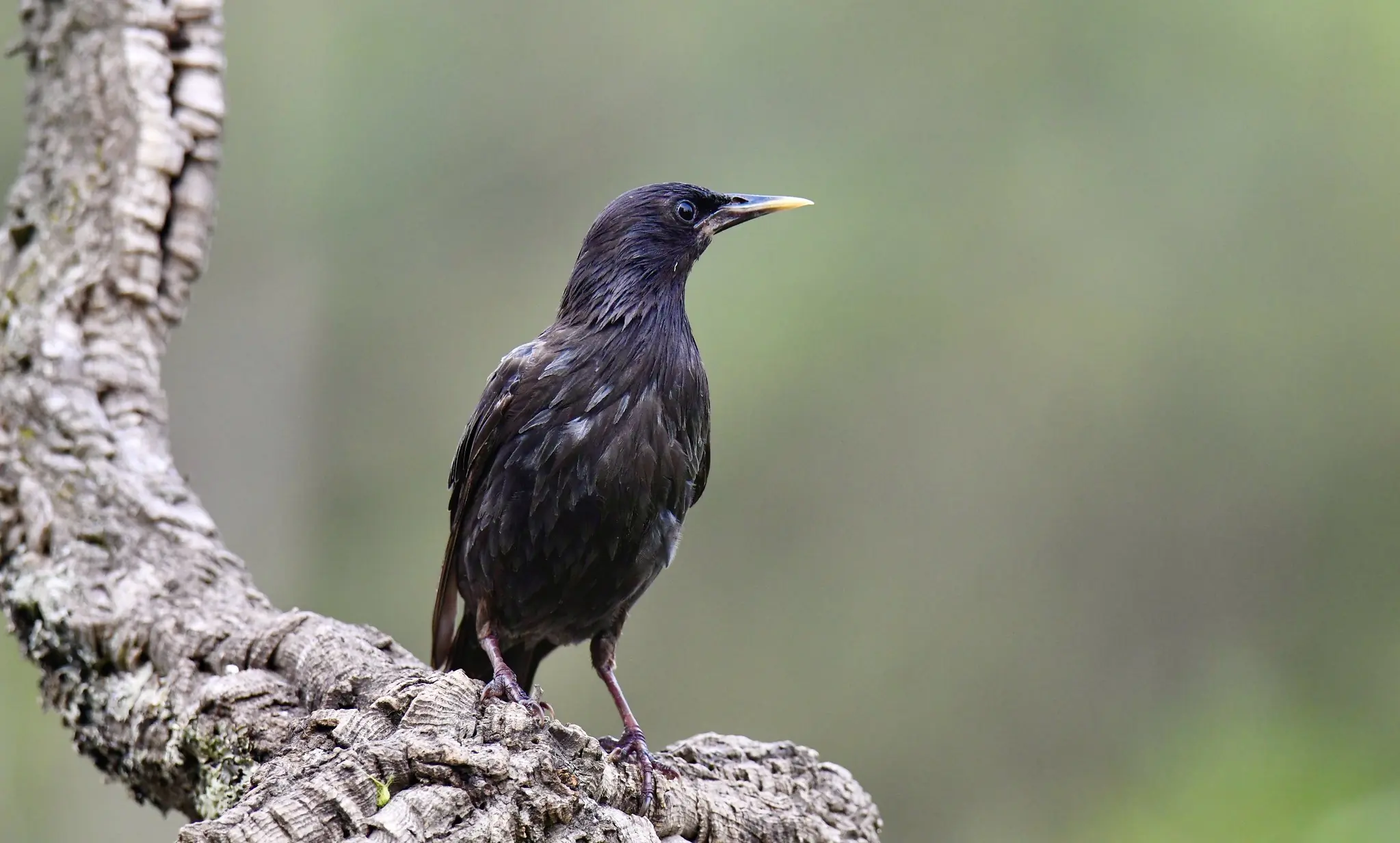 Spotless starling