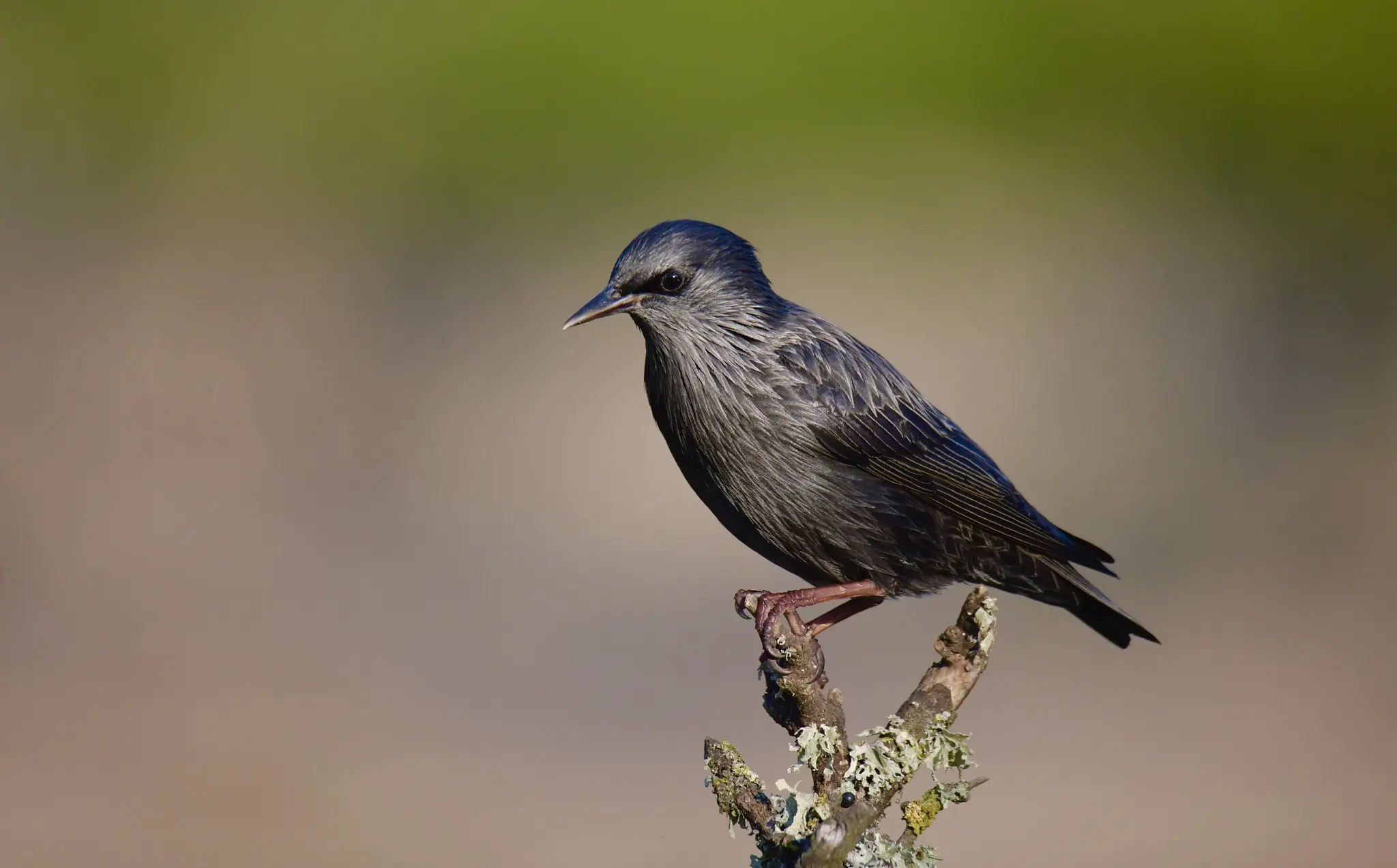 Spotless starling