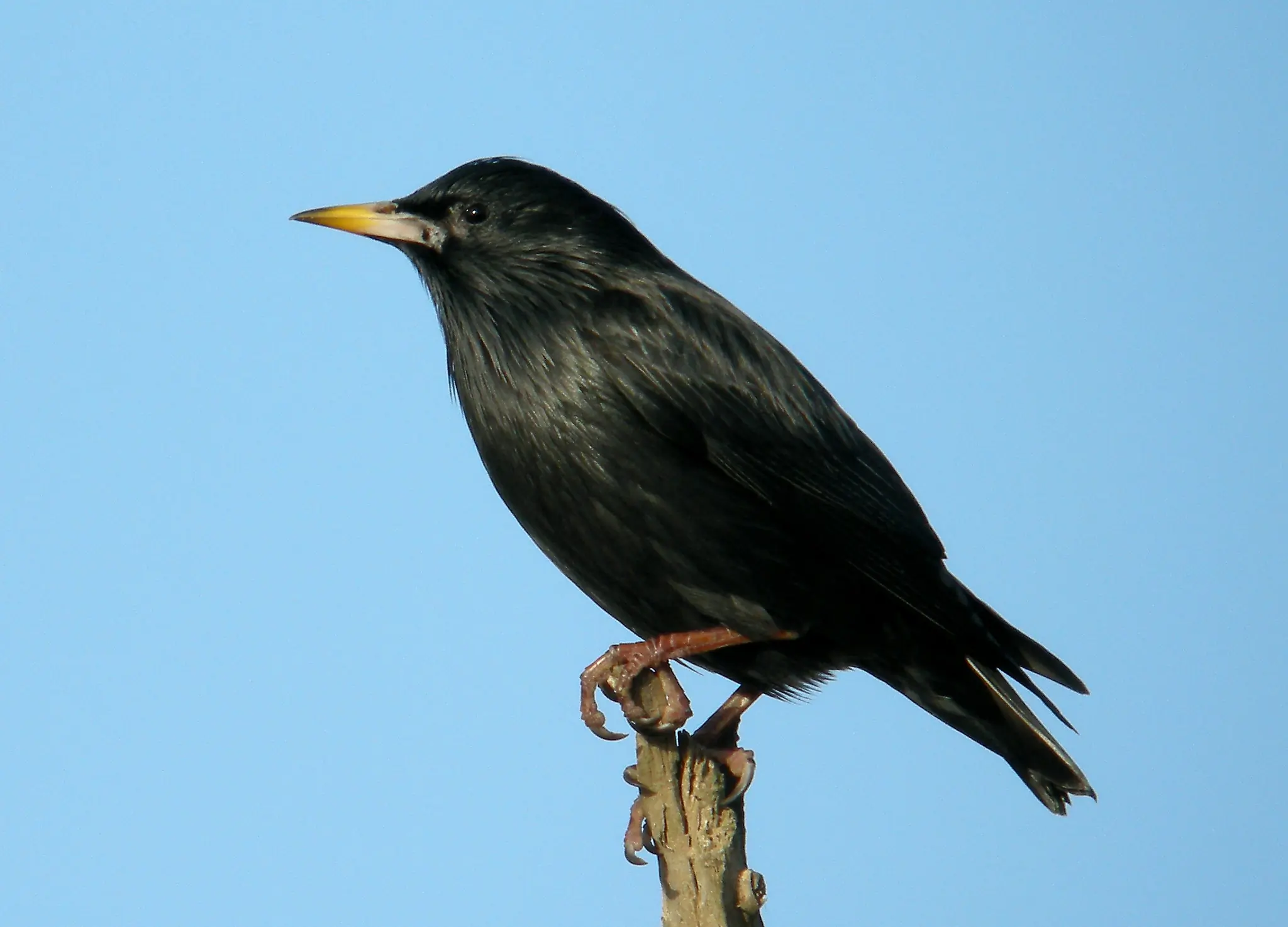 Spotless starling