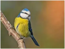 Blue Tit