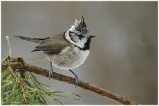 Crested Tit