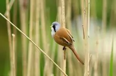 Bearded Parrotbill