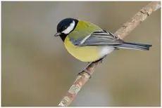 Great Tit