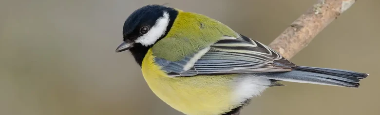 Great Tit. Black head with white cheeks and yellow breast with a broad black longitudinal stripe.