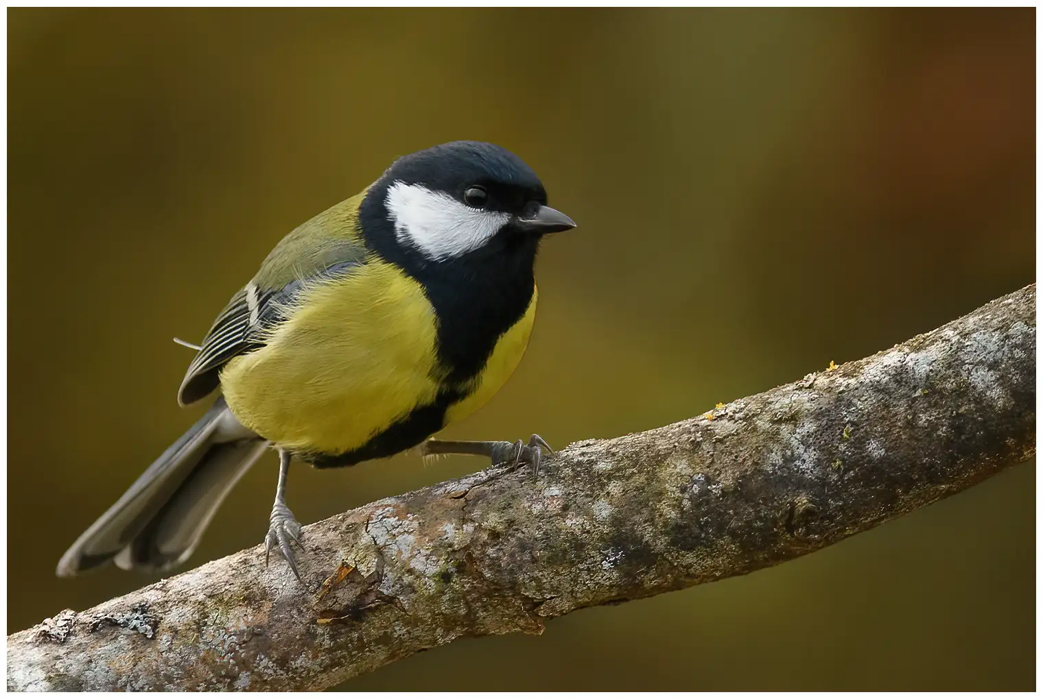 Great Tit