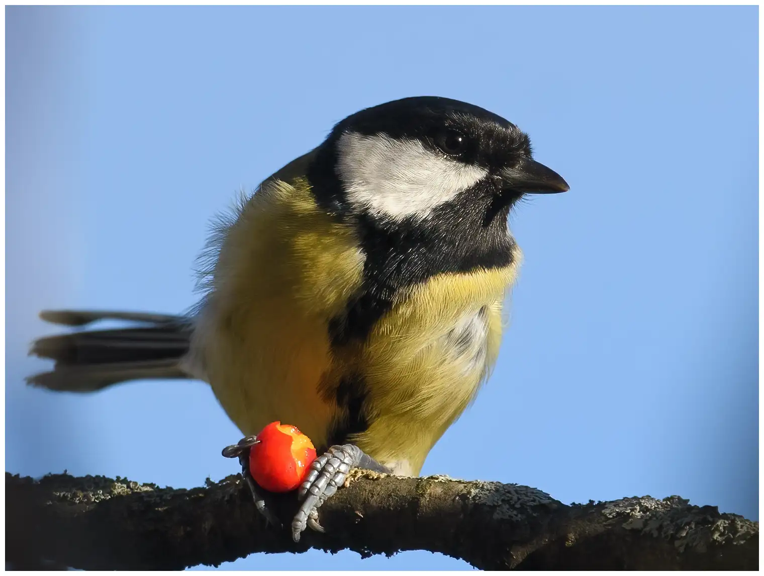 Great Tit