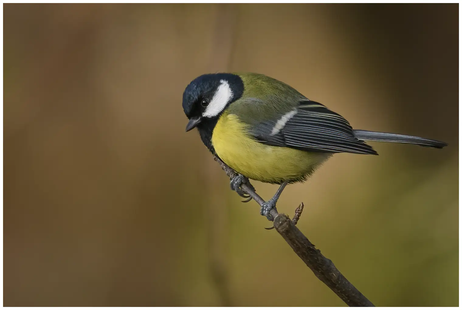 Great Tit
