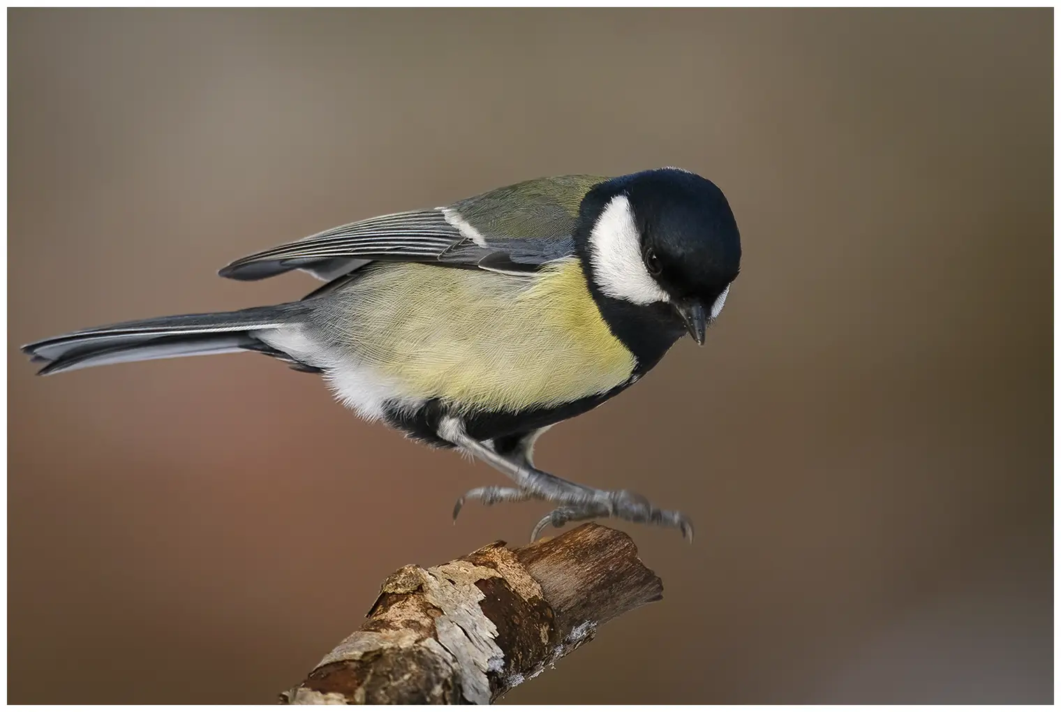 Great Tit