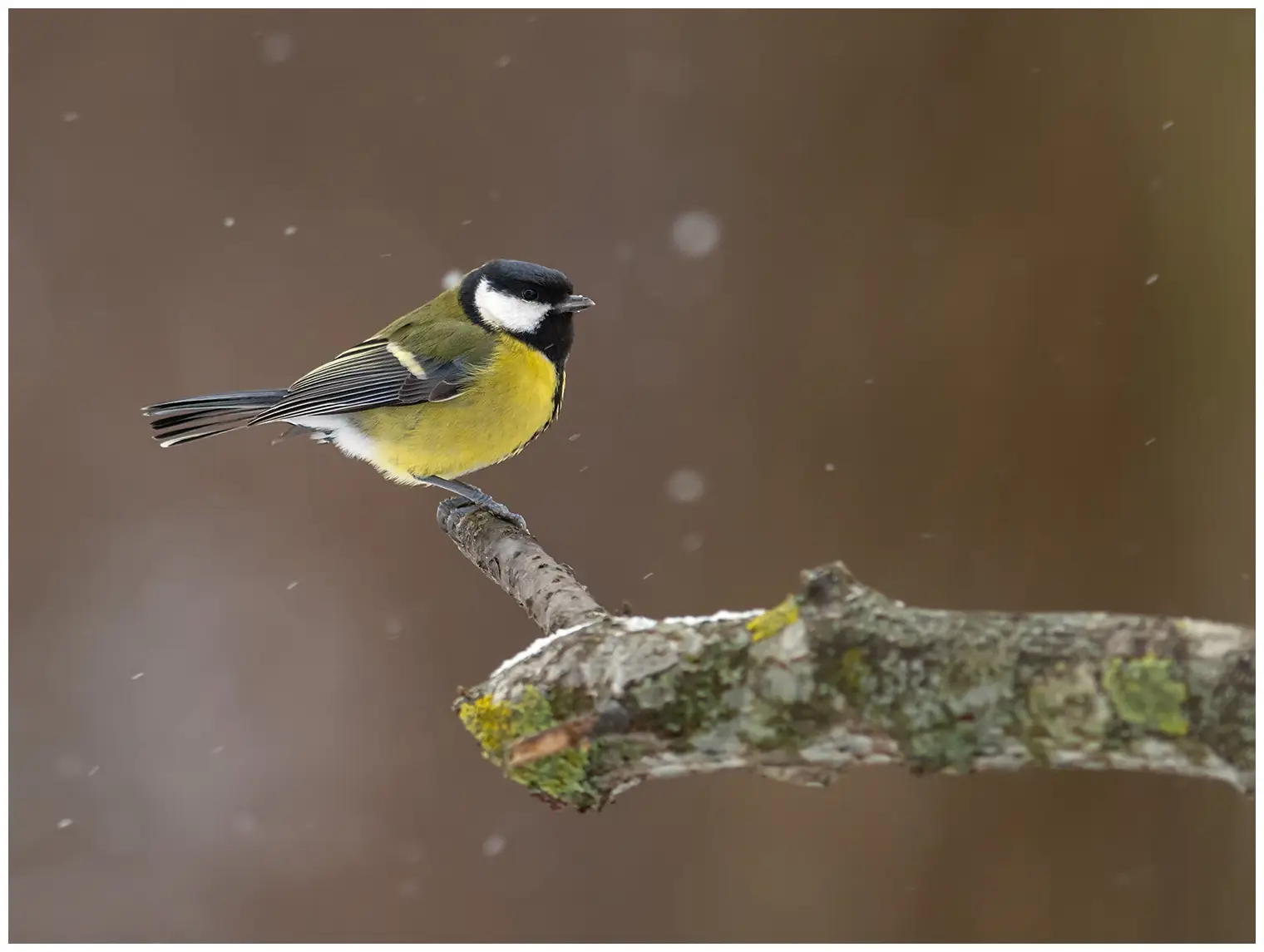 Great Tit