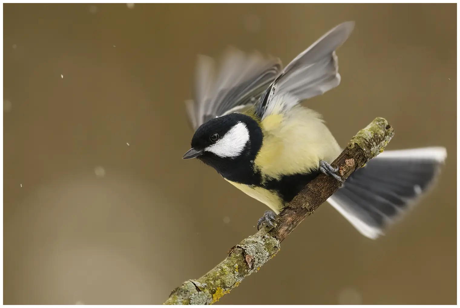 Great Tit