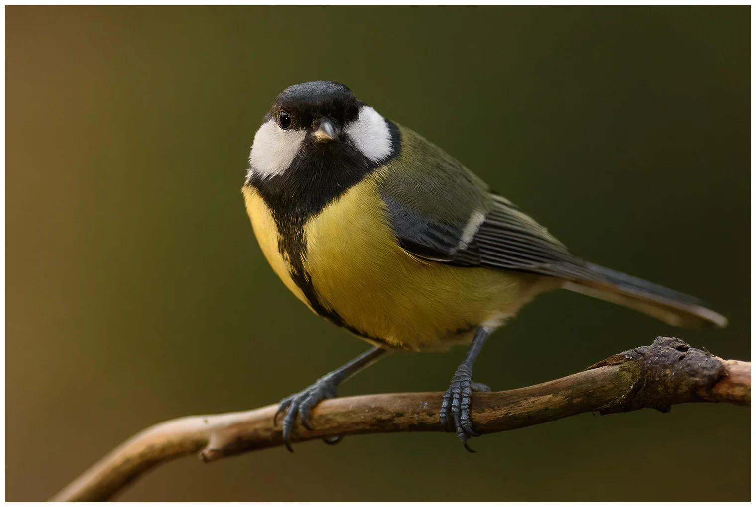 Great Tit