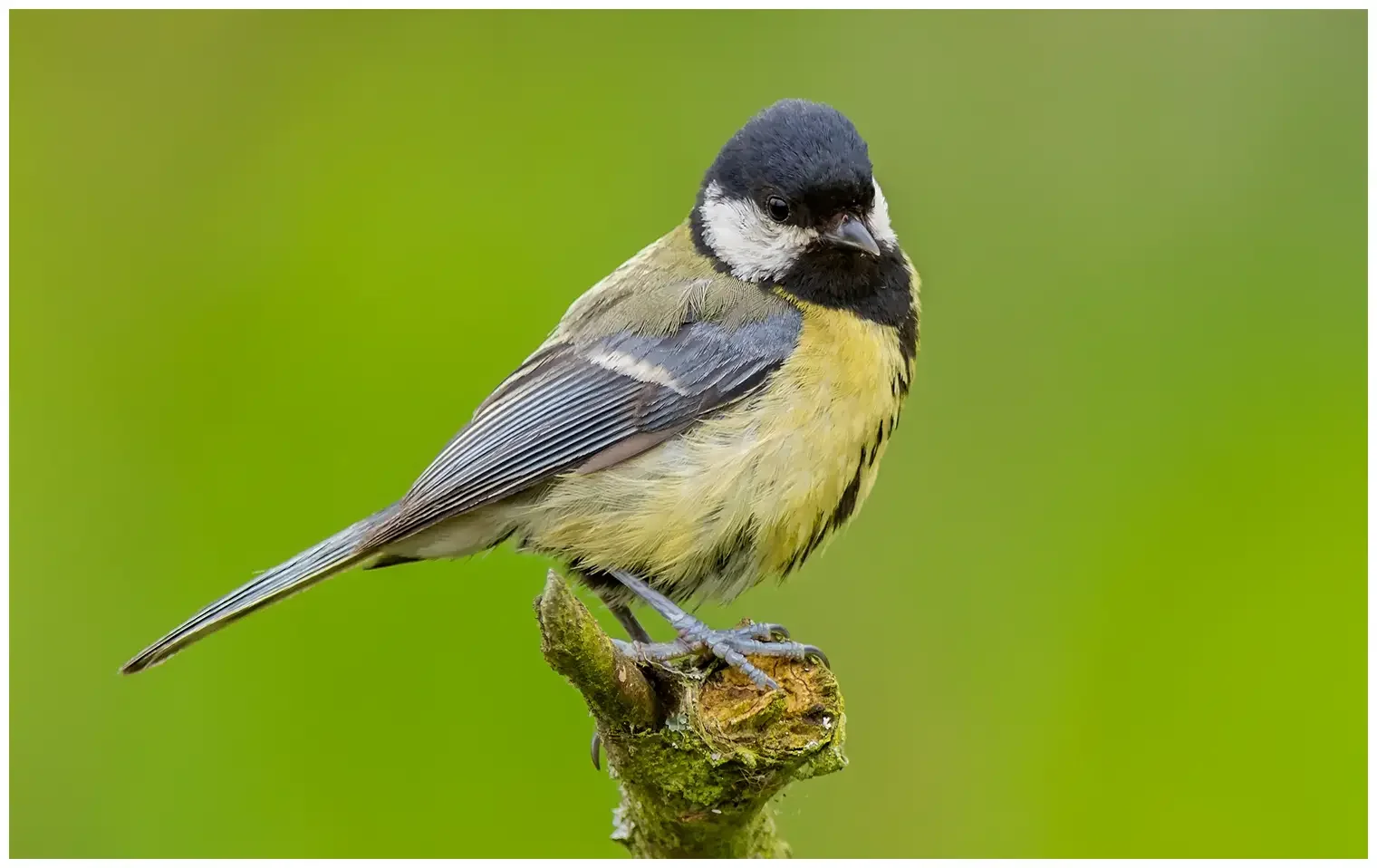 Great Tit