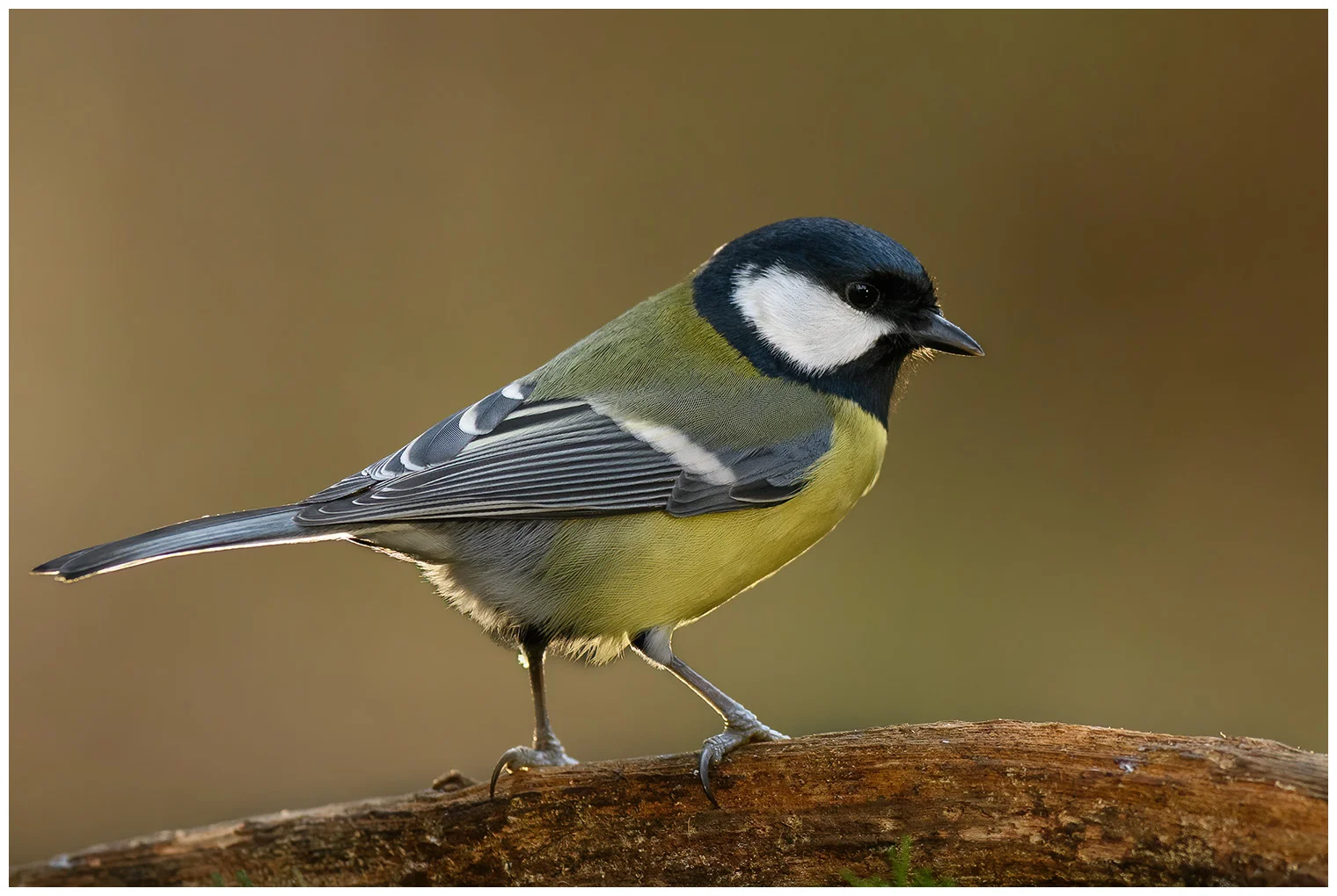 Great Tit