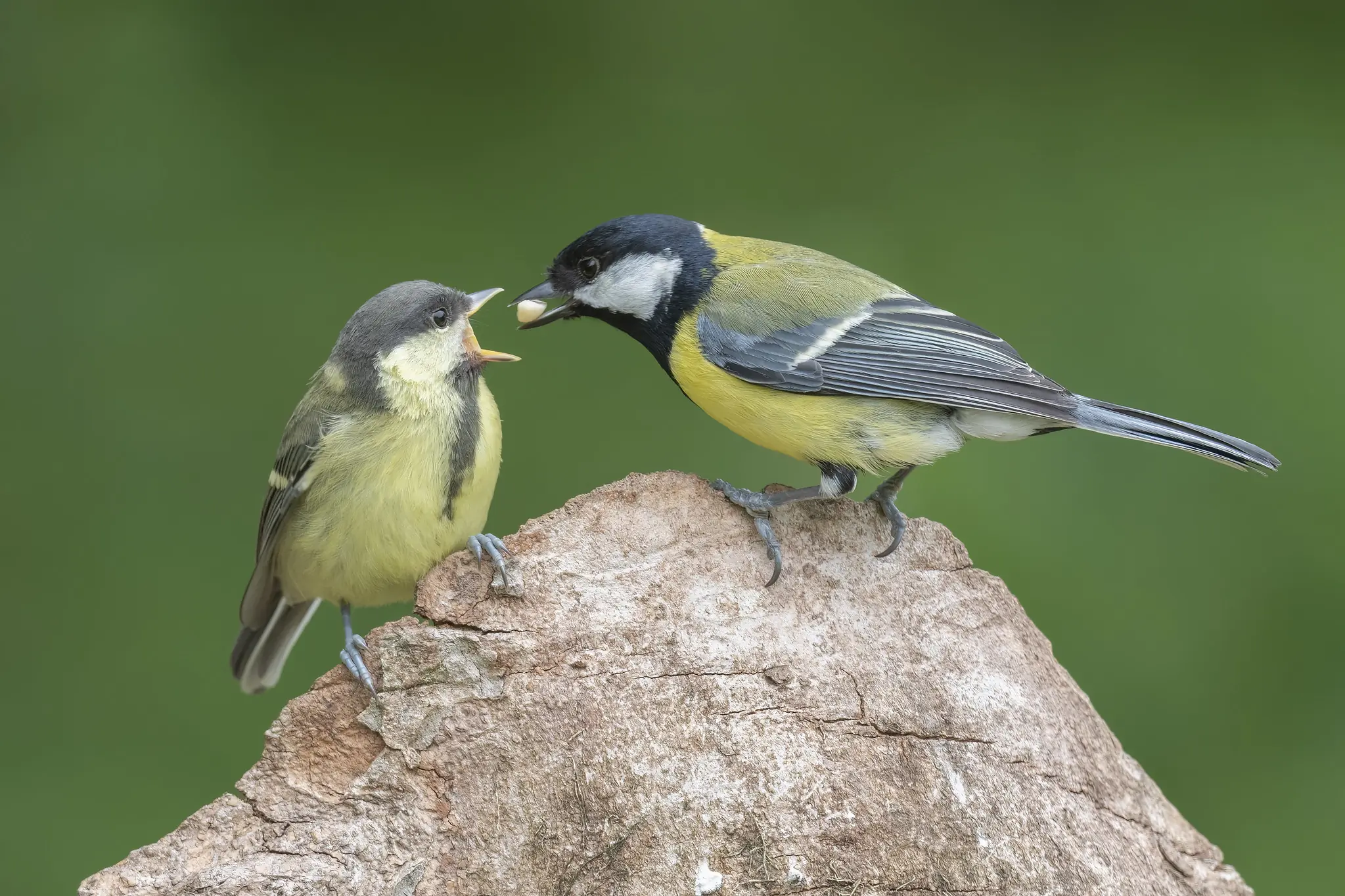 Great Tit