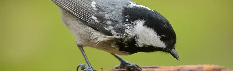 Coal Tit. Sitting on a branch. Small, plump bird with a grey back, beige underside and long white nape patch in the black hood.