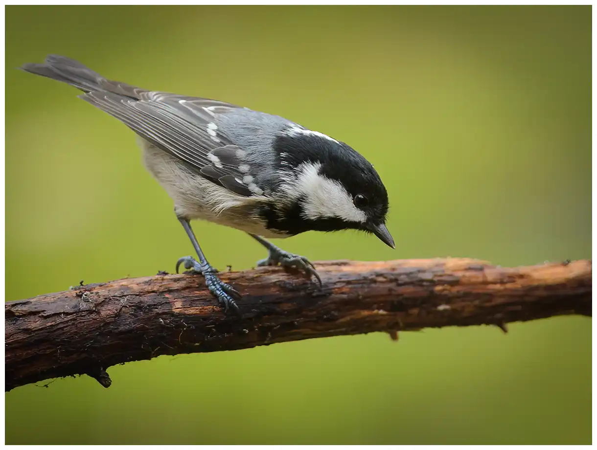 Coal Tit. Sitting on a branch. Small, plump bird with a grey back, beige underside and long white nape patch in the black hood.