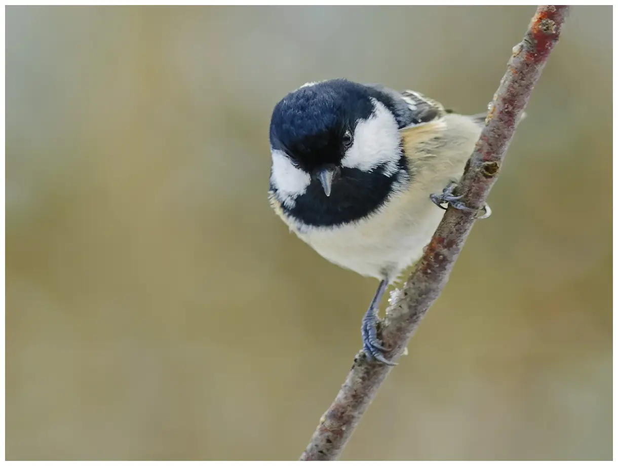 Coal Tit