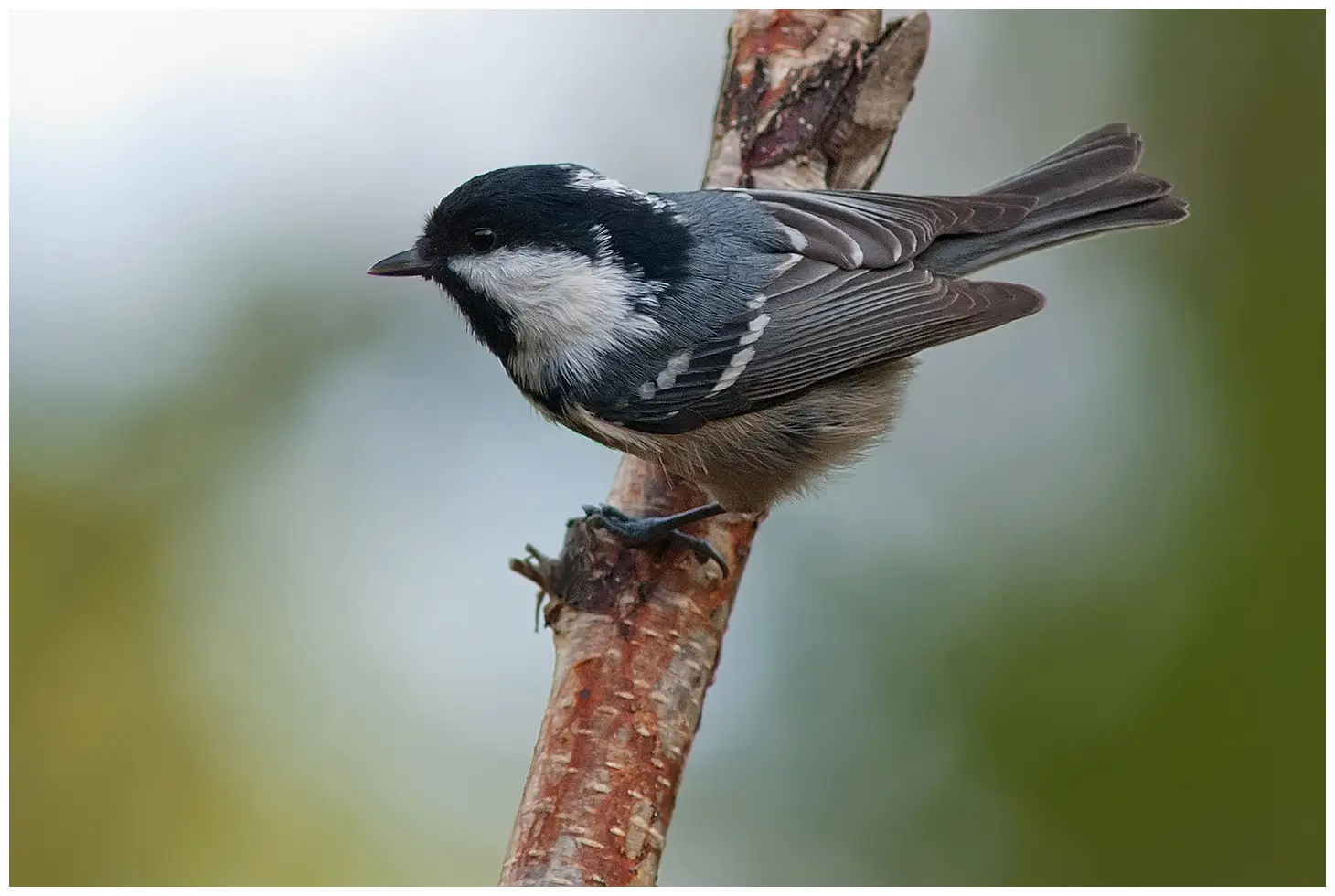 Coal Tit