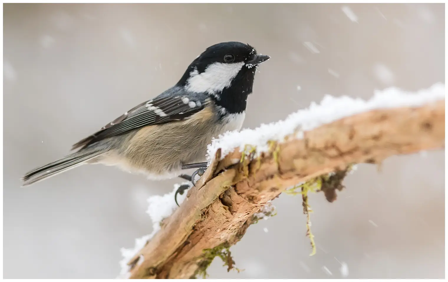 Coal Tit