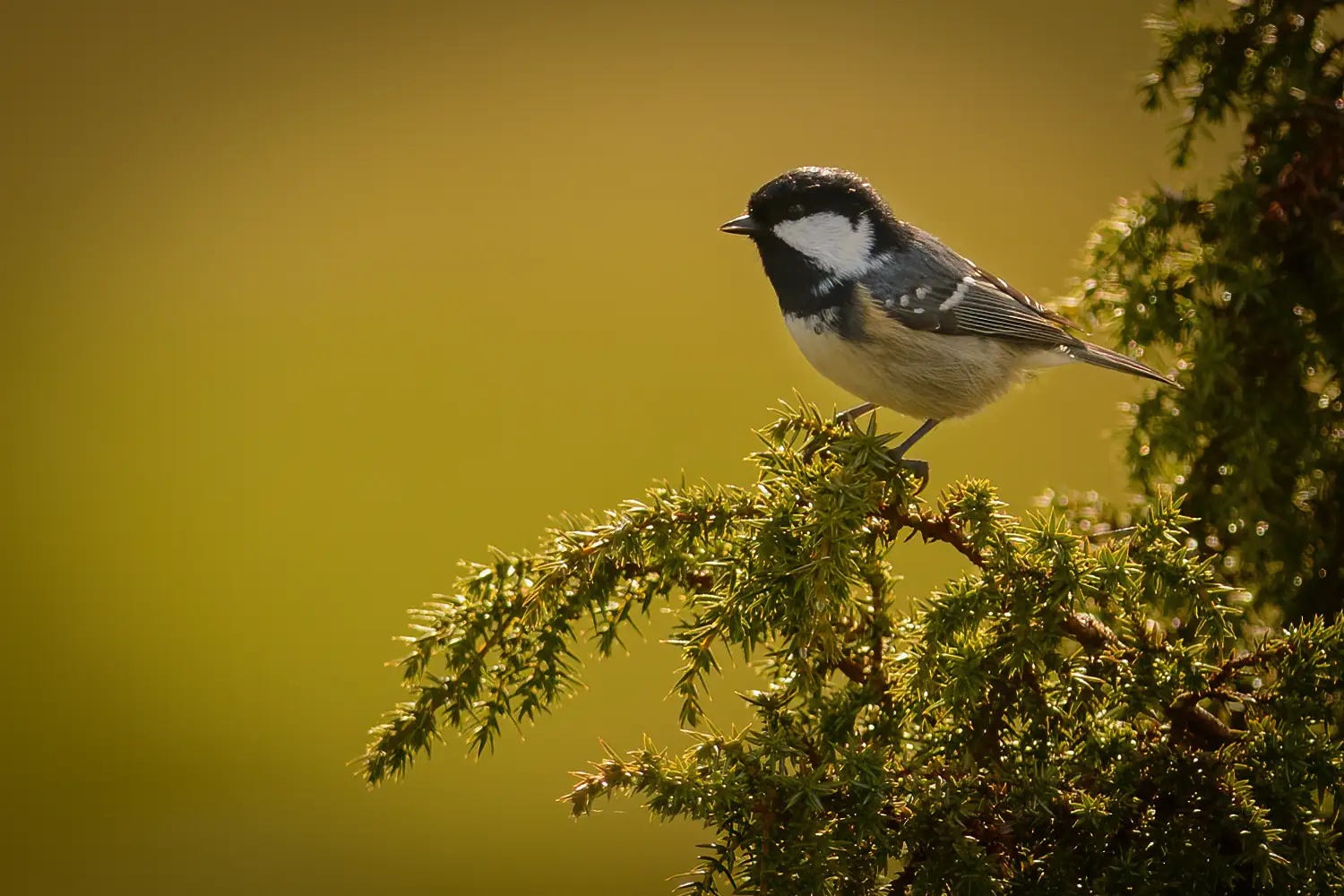 Coal Tit