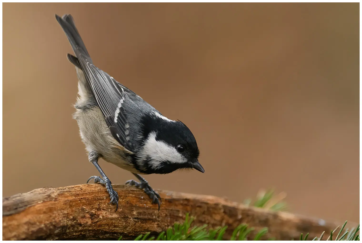Coal Tit