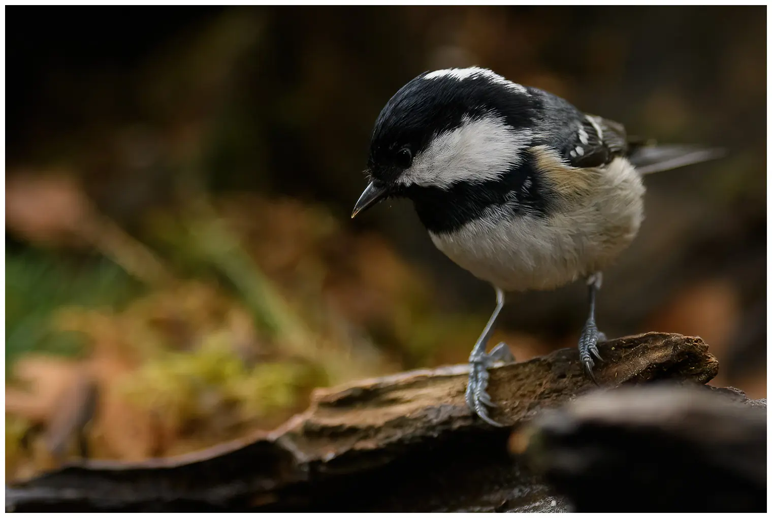 Coal Tit