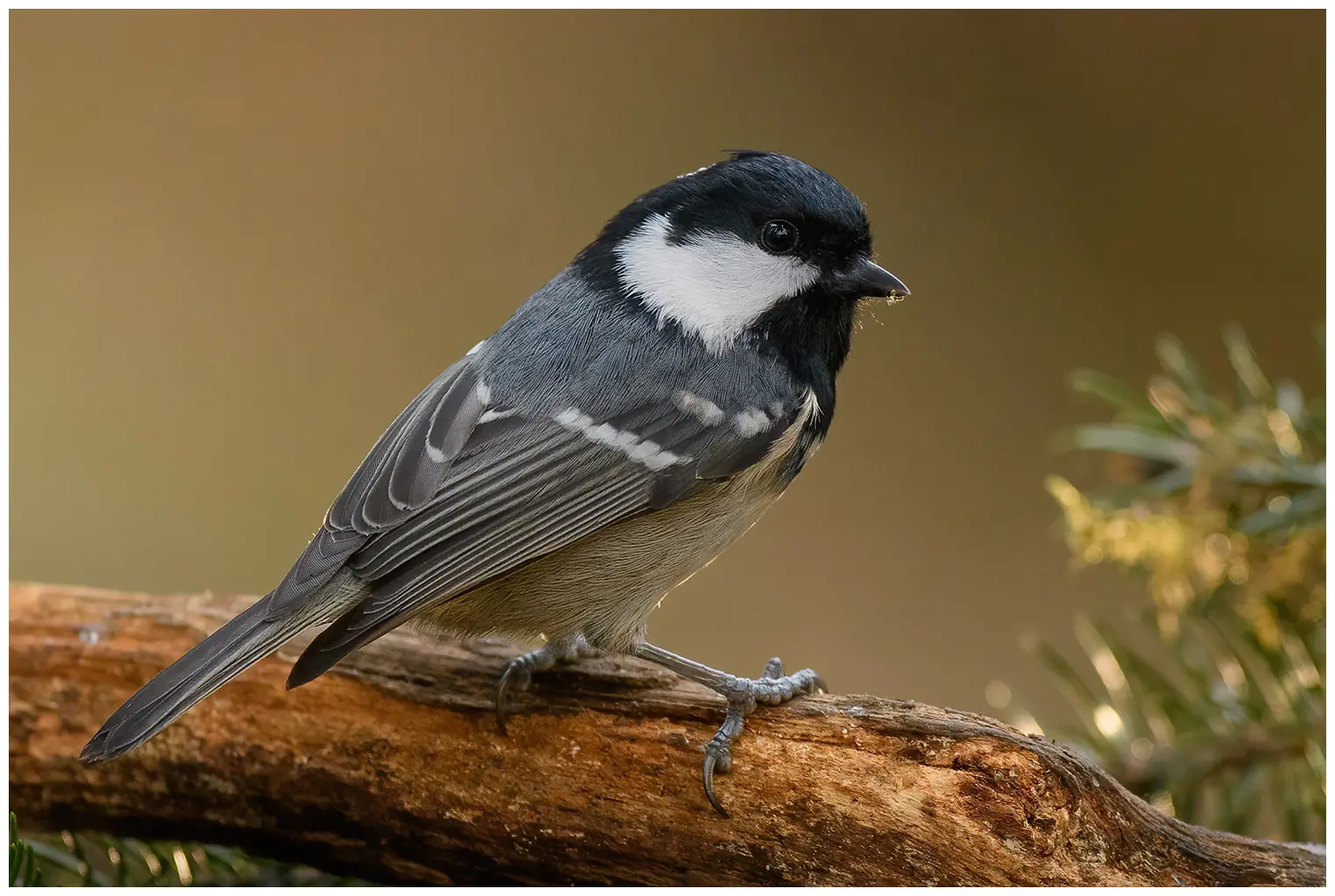 Coal Tit