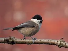 Willow Tit