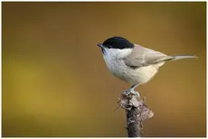 Marsh Tit