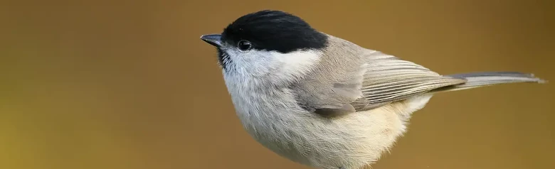 Marsh Tit. Sitting on the tip of a branch, completely blurred background. Small grayish-brown bird with a shiny black cap and a black bib.