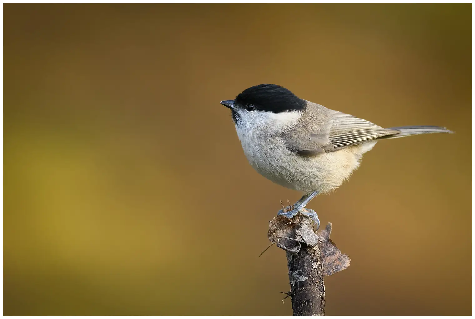 Marsh Tit. Sitting on the tip of a branch, completely blurred background. Small grayish-brown bird with a shiny black cap and a black bib.