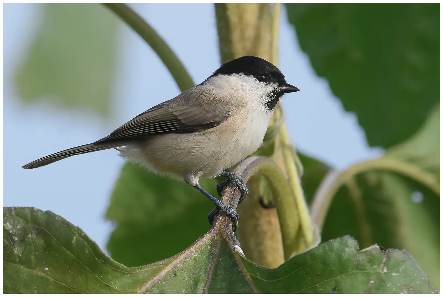 Marsh Tit