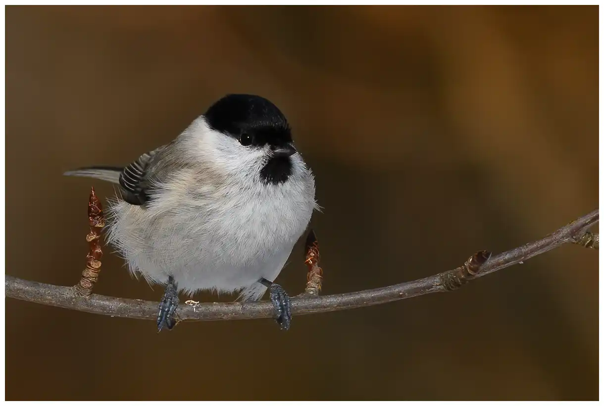 Marsh Tit