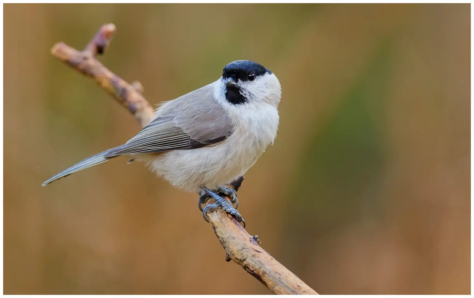 Marsh Tit