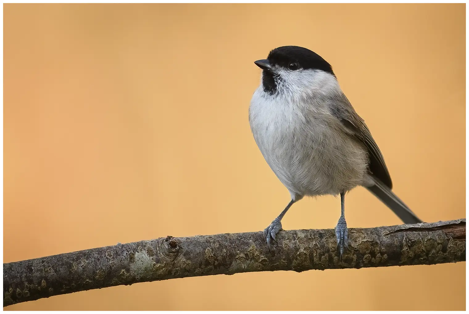Marsh Tit
