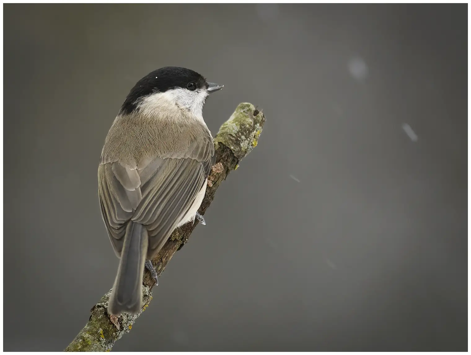 Marsh Tit