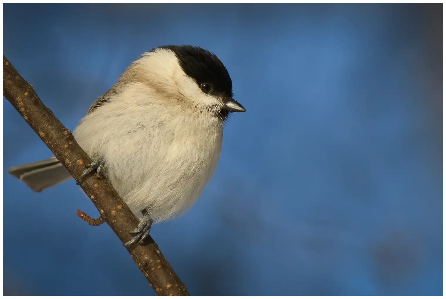 Marsh Tit