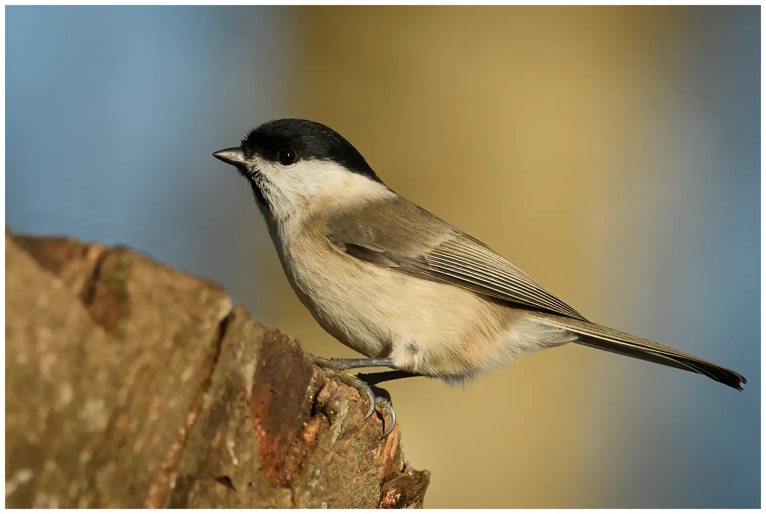 Marsh Tit