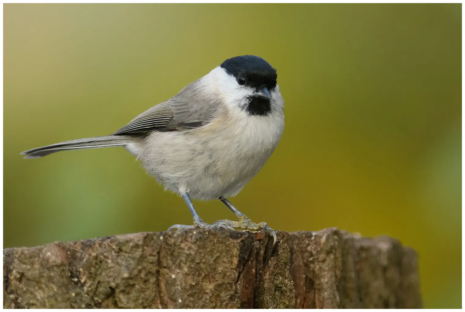 Marsh Tit
