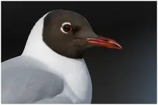 Black-headed Gull