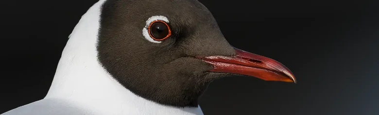 Black-headed Gull. Close-up of the head. Dark brown hood in summer. In winter the hood is replaced by a dark ear patch.