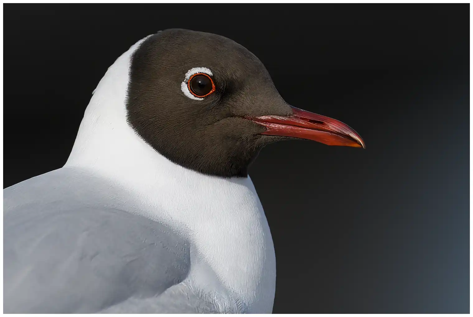 Black-headed Gull. Close-up of the head. Dark brown hood in summer. In winter the hood is replaced by a dark ear patch.